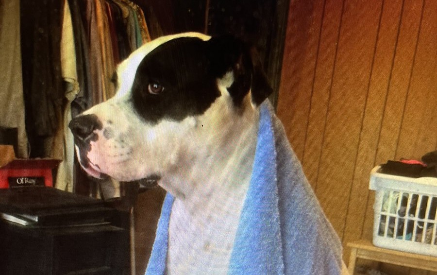 Kai, the Connections Community Church mascot, wrapped in a towel after bath time